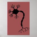 Search for neuron posters Biology