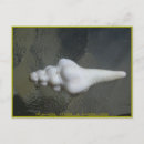 Search for sea shell postcards Surf