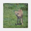 Search for black tailed magnets Animal