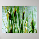 Search for cattails posters Plants