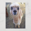 Search for alpaca postcards Smile