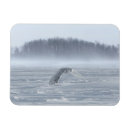 Search for jim magnets Jaynes gallery