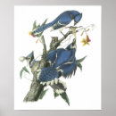 Search for john jay posters Birds