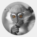 Search for monkey lover stickers Ape