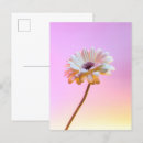 Search for gerbera daisy postcards Yellow