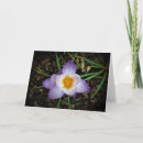 Search for crocus cards Blossom