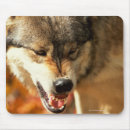 Search for aggressive electronics Animal