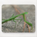 Search for mantis electronics Praying