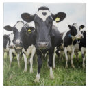 Search for cow tiles Humour