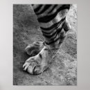 Search for white tiger art Artistic