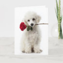 Search for poodle valentines day cards Animal