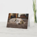 Search for weimaraner cards Puppy