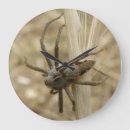 Search for arachnid clocks Animals