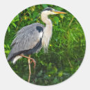 Search for great blue heron stickers Wildlife