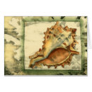 Search for conch shells Nature