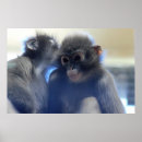 Search for furry monkey Animals