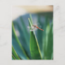 Search for leaf insect postcards Dragonfly