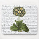 Search for primula Animals