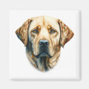 Search for labrador retriever magnets Watercolor