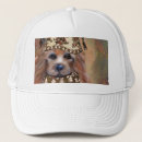 Search for silky hats Australian silky terrier