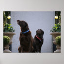 Search for chocolate lab posters Dog