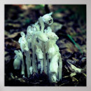 Search for indian photography Botanical