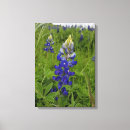 Search for blue bonnet Blue bonnets
