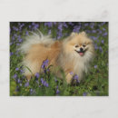 Search for spitz dog postcards Loulou