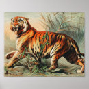 Search for vintage tiger posters Jungle