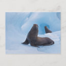 Search for stellar postcards Blue