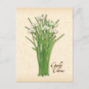 Search for garlic postcards Cooking