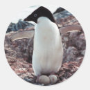 Search for adelie penguin stickers Antarctica