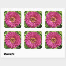 Search for zinnia flower stickers Pink