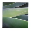 Search for agave tiles Garden