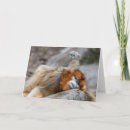 Search for primate pics cards Monkey