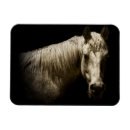 Search for vi magnets Animal