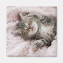Search for sleeping kitten Baby animals