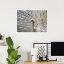 Search for peacock decor posters Tropical