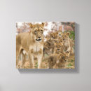 Search for african lion canvas prints Safari