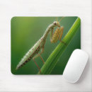 Search for praying mantis electronics Insect