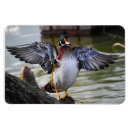 Search for florida magnets Nature