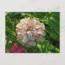 Search for zinnia flower postcards Summer