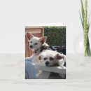 Search for dog get well cards White