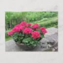 Search for red geraniums postcards Floral