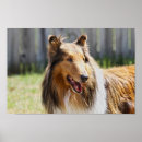 Search for collie art Sable