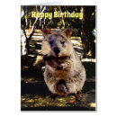 Search for quokka cards Wildlife