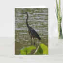 Search for great blue heron cards Photography