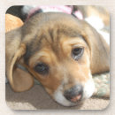 Search for beagle barware Pets