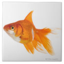 Search for side view tiles Sealife