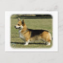 Search for welsh corgi pembroke postcards Canine